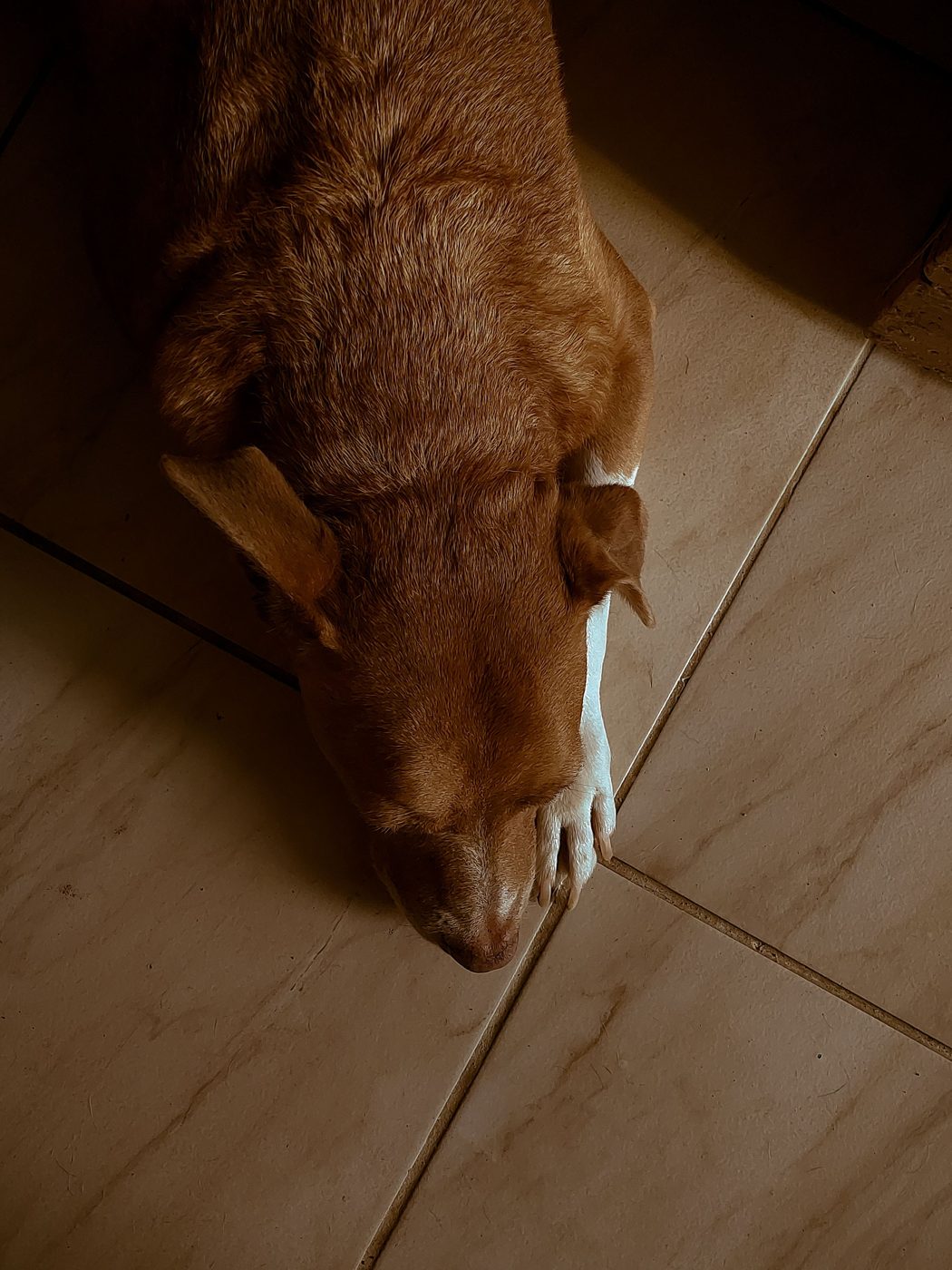 Dog relaxing on a tile floor