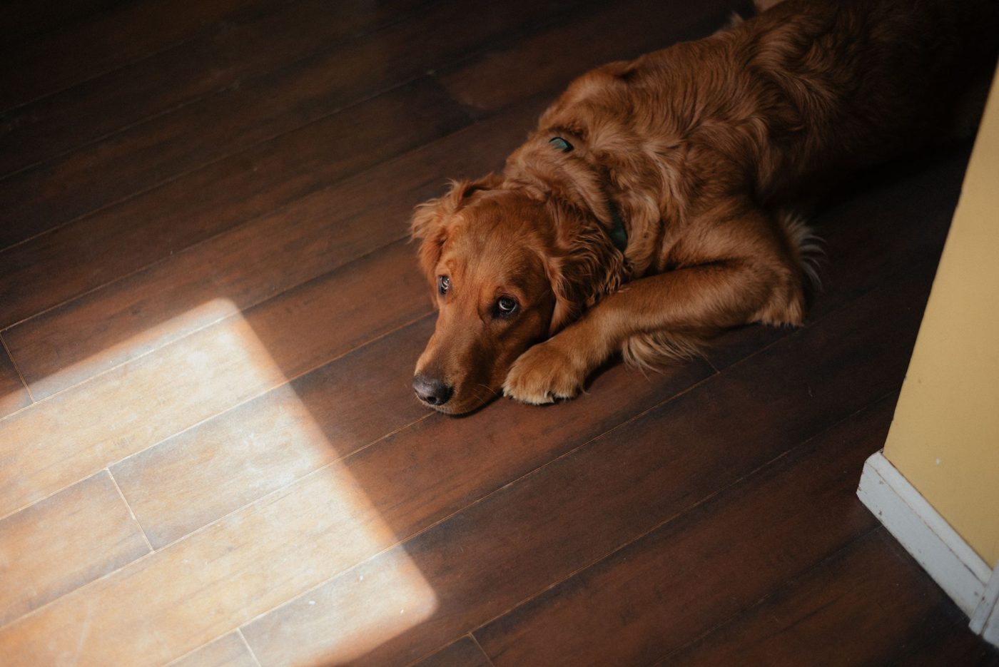 Golden retriever resting on a wood floor in the sun