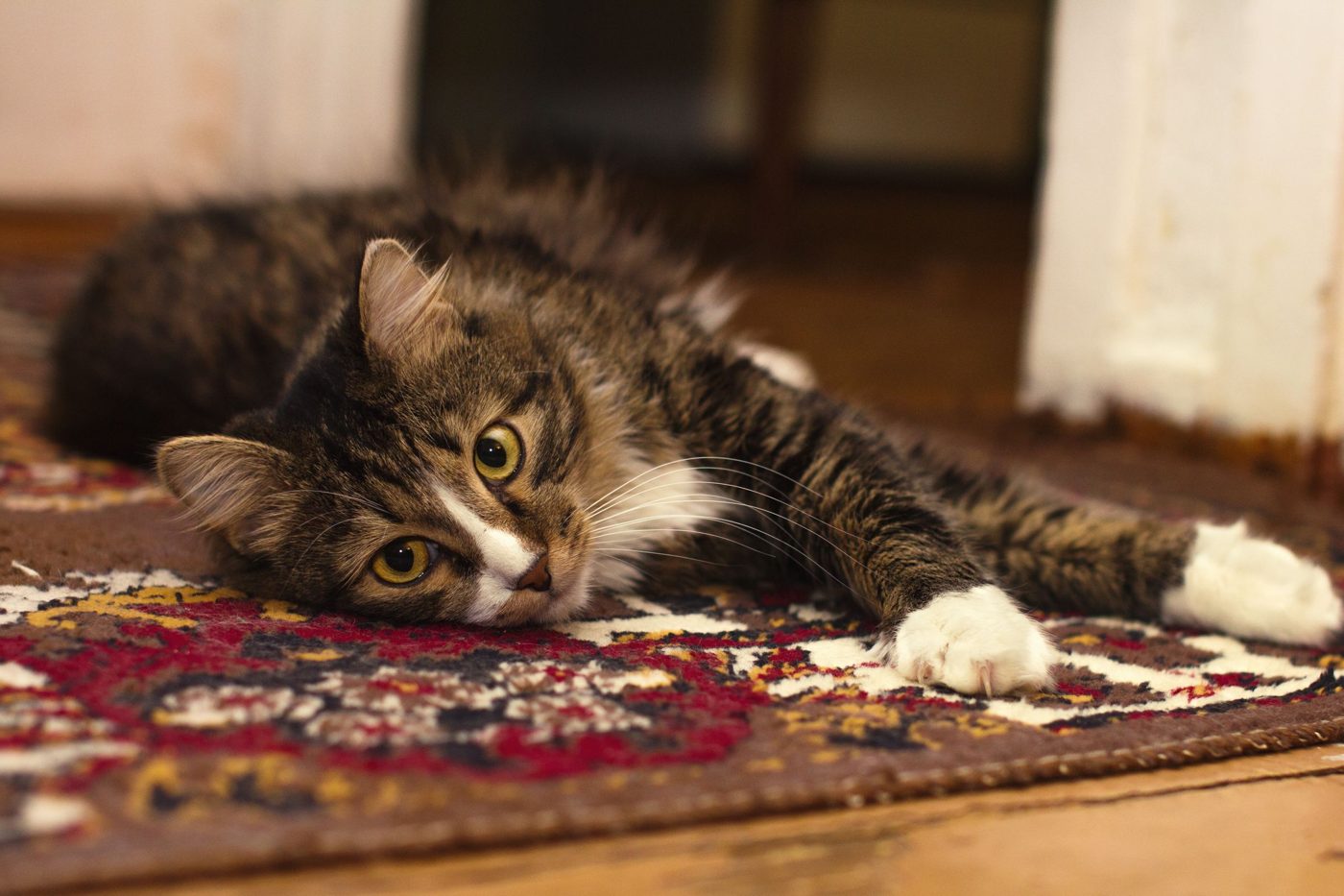 Tabby cat lying on a patterned carpet